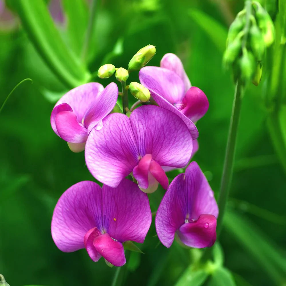 Violet Sweet Pea Flowers Climbing on Trellis