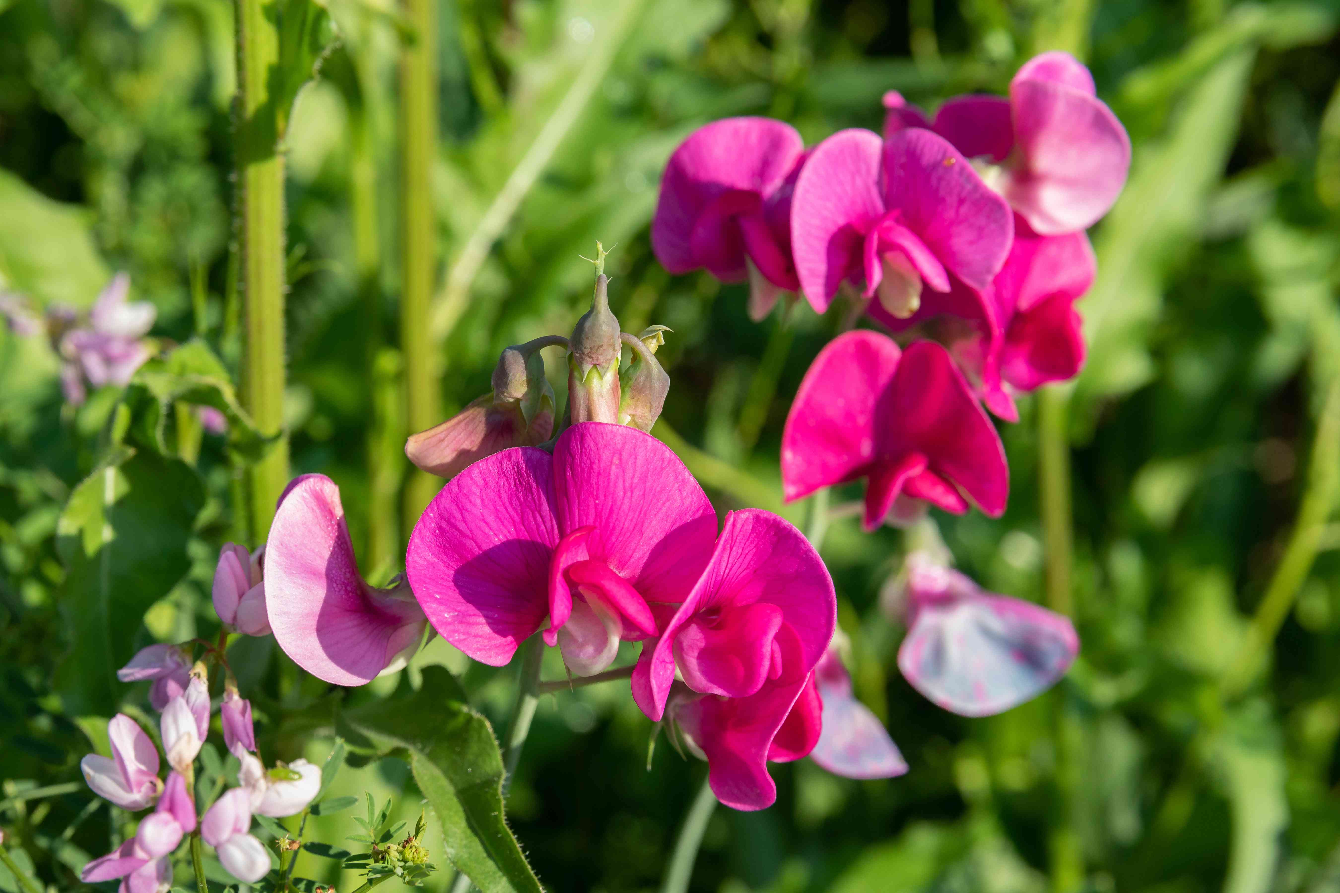White Sweet Pea Flowers Growing on Trellis