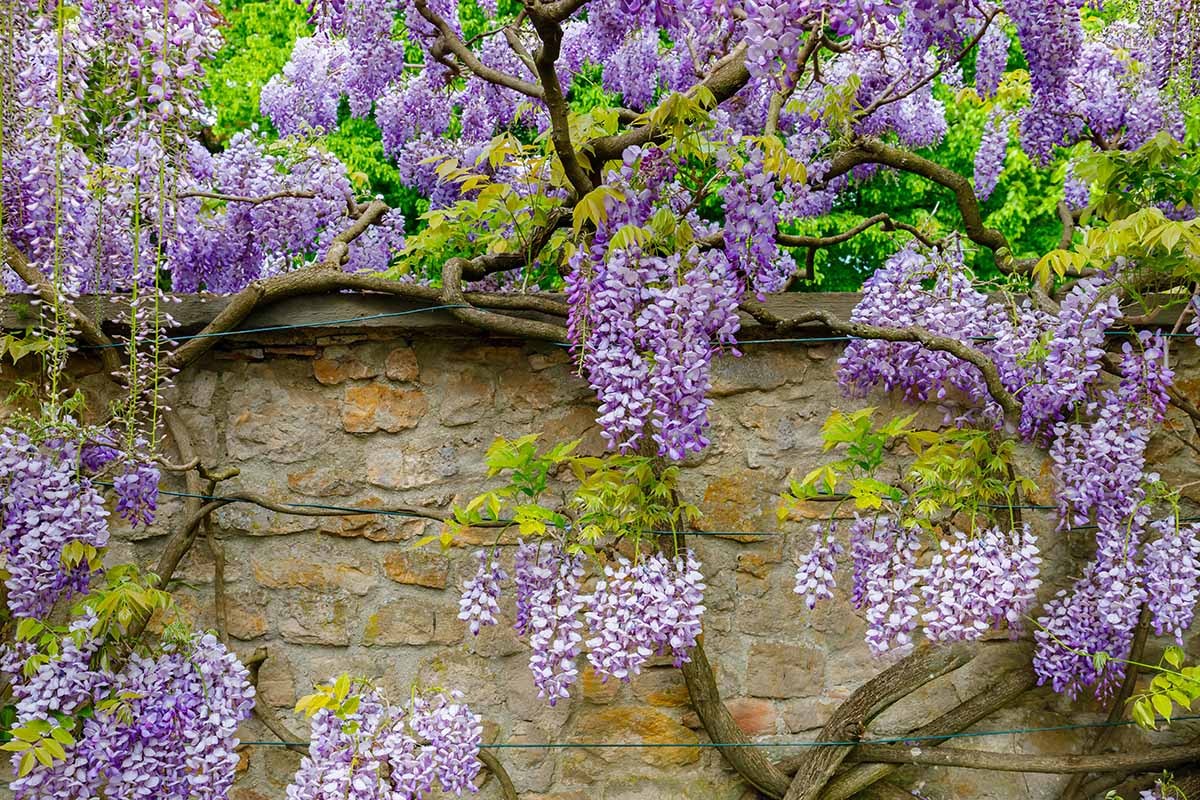 Wisteria Flowers on Trellis