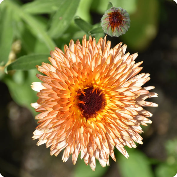 Triangle Flashback Calendula seeds with bi-color flowers
