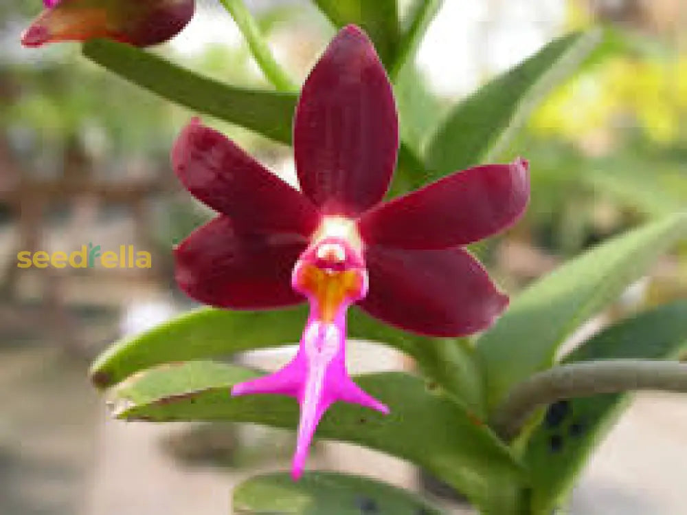 Trichoglottis Flower Seeds For Planting Unique Blooms And Vibrant Colors In Your Garden - Seed