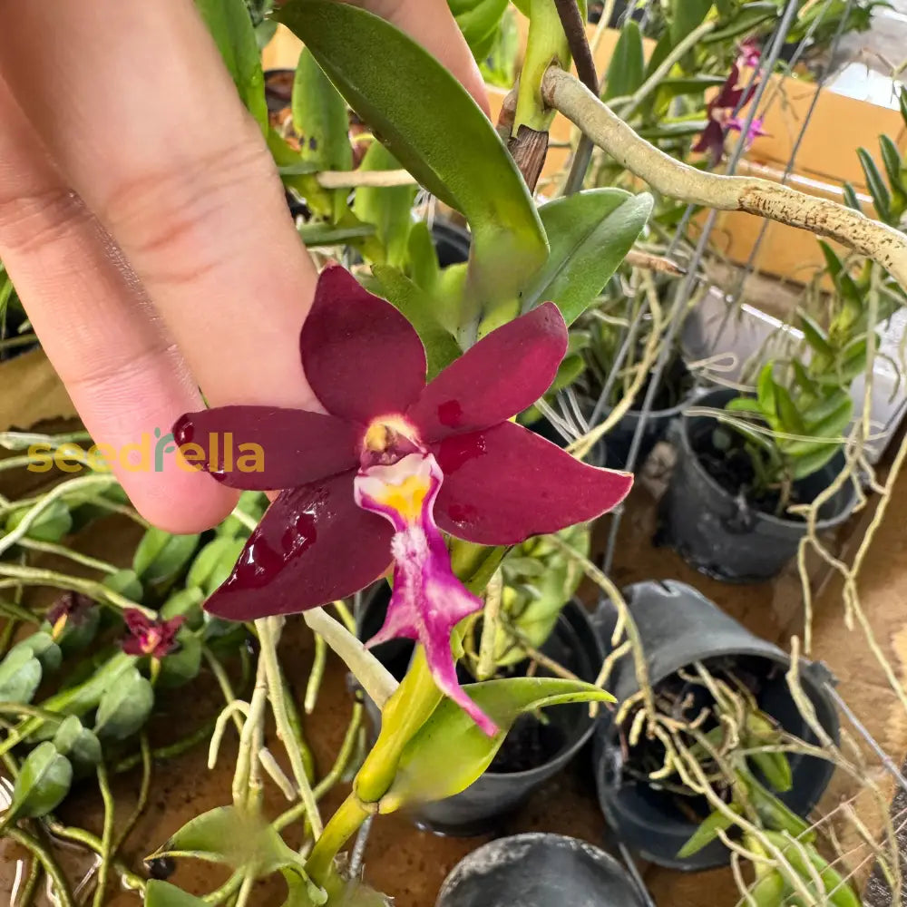 Trichoglottis Flower Seeds For Planting Unique Blooms And Vibrant Colors In Your Garden - Seed