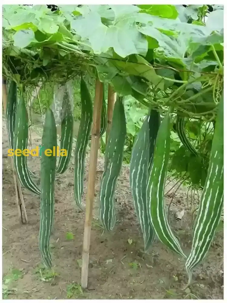 Trichosanthes Cucumerina Seeds For Vegetable Planting Seeds