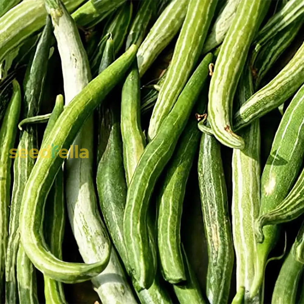 Trichosanthes cucumerina seeds planting