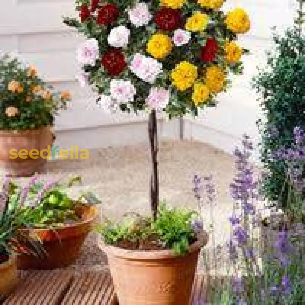 Tricolor Rose Standard Flower Planting Seeds For Vibrant And Beautiful Blooms In Your Garden