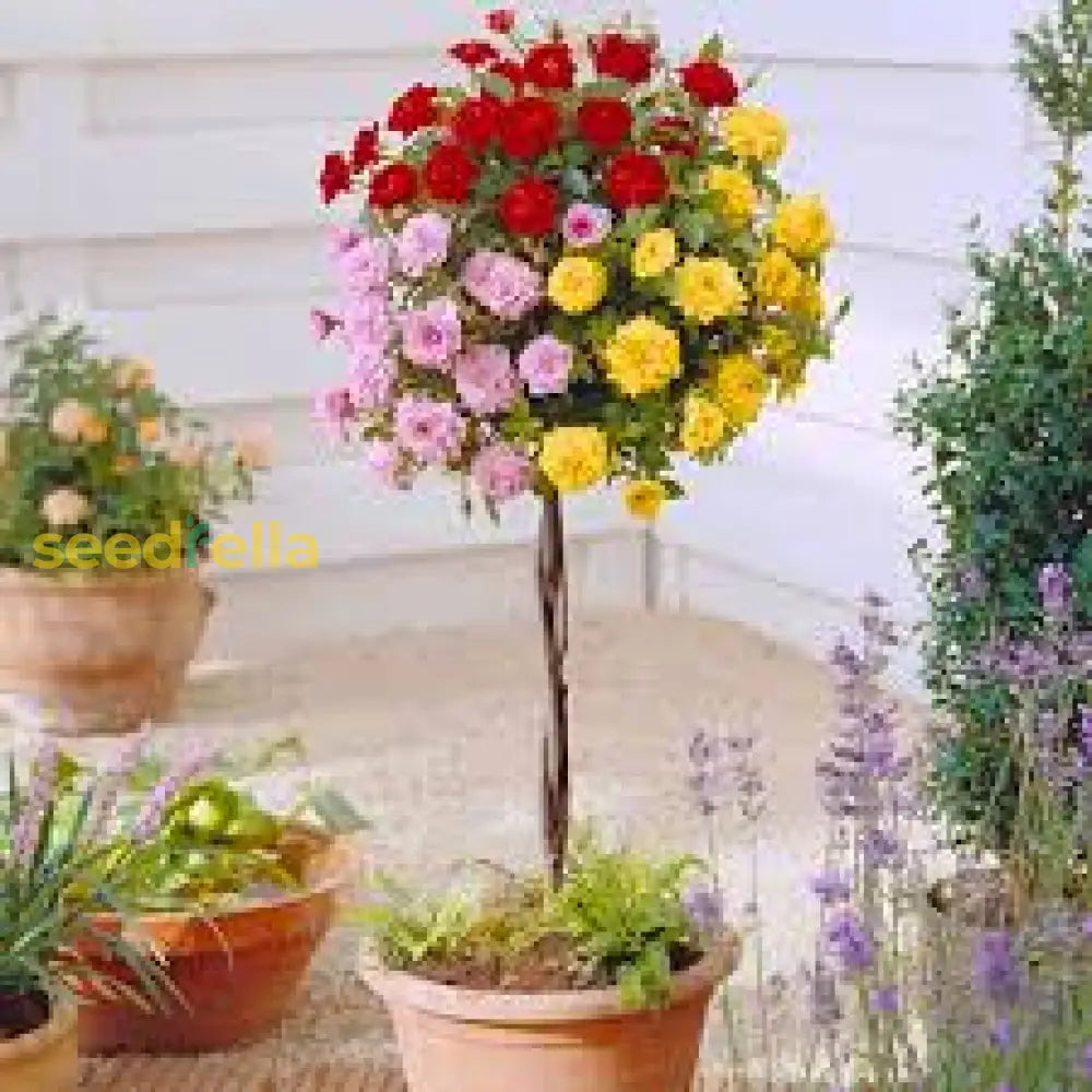 Tricolor Rose Standard Flower Planting Seeds For Vibrant And Beautiful Blooms In Your Garden