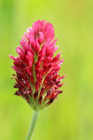 Trifolium incarnatum Close-Up of Crimson Red Flower Spikes