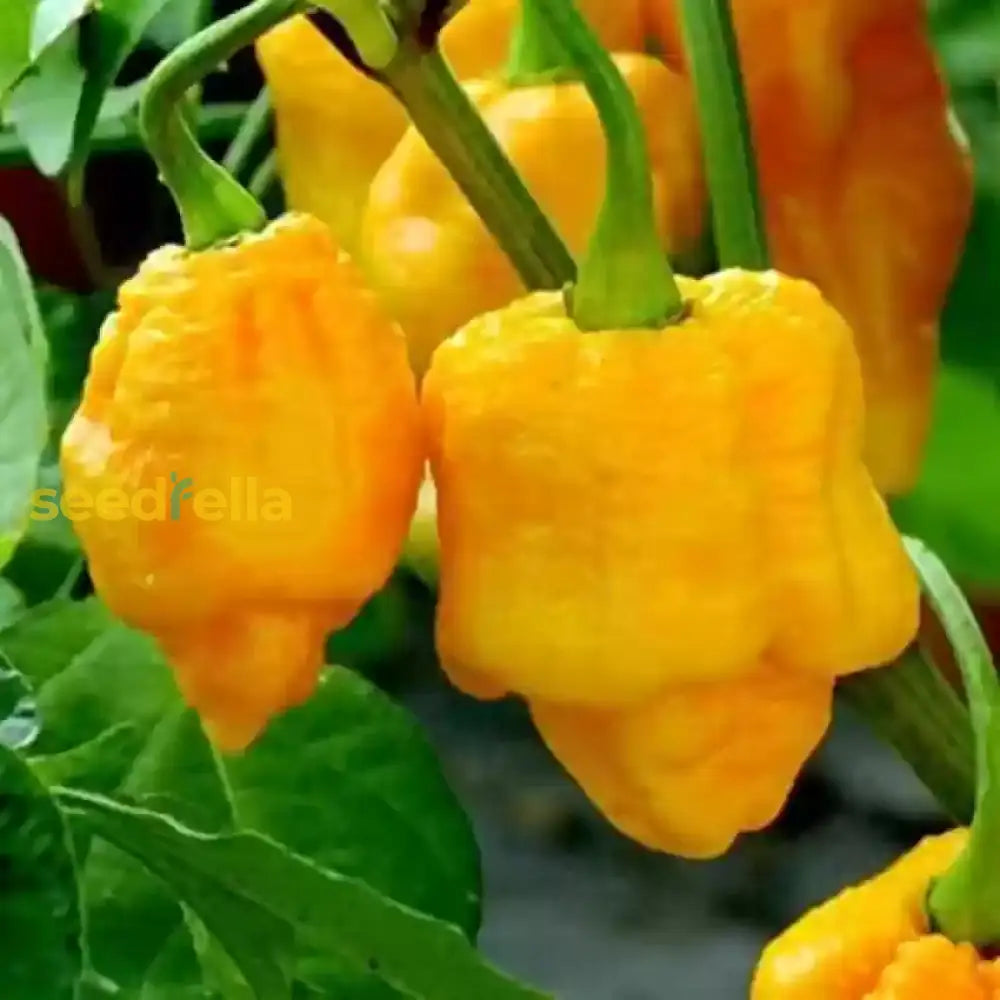 Moruga Riba Buy Trinidad Moruga Orange Seeds for Planting