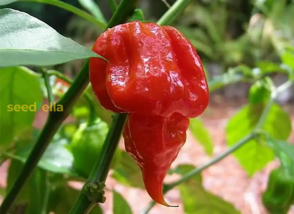 Trinidad Moruga Scorpion growing guide