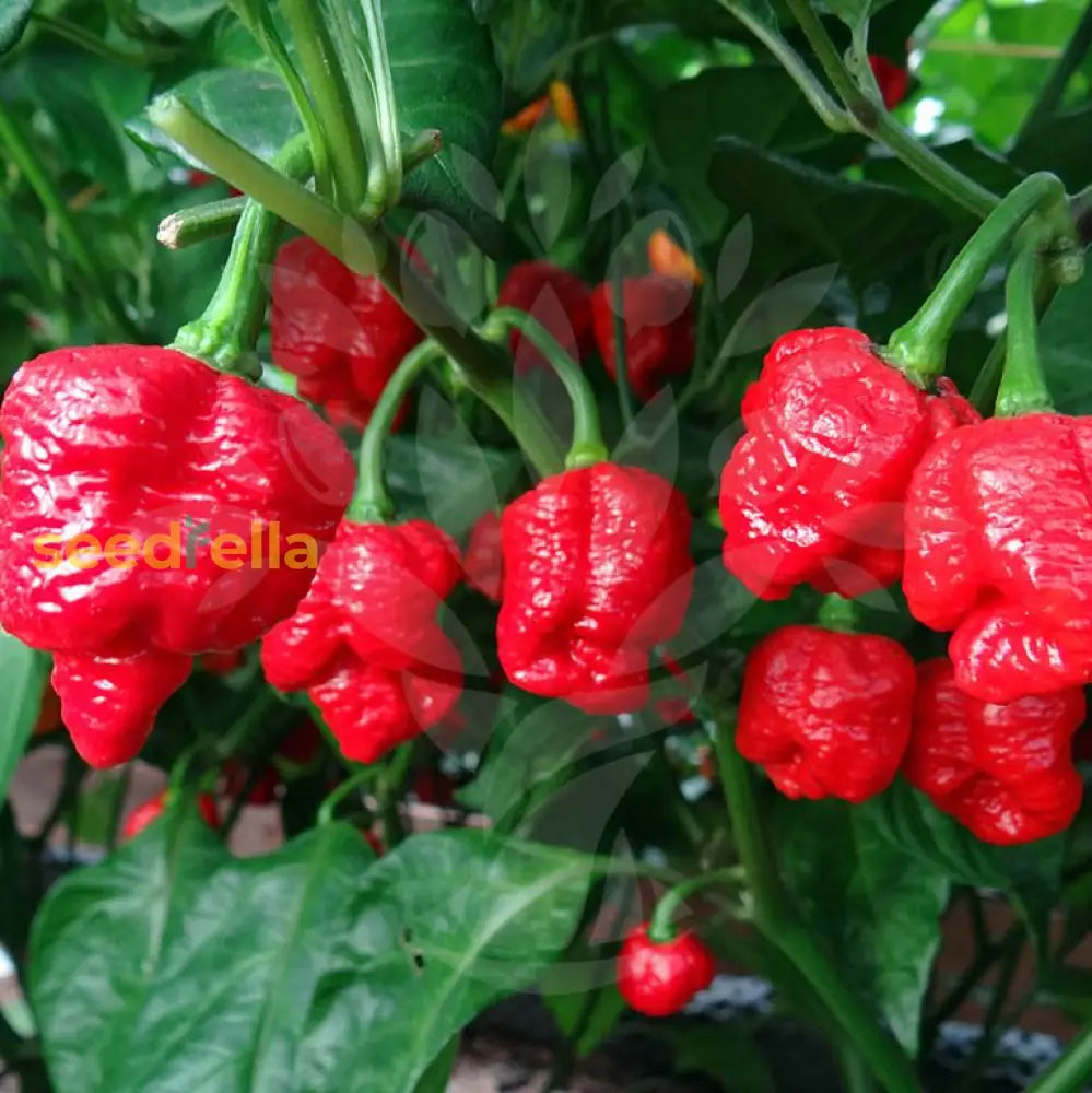 Trinidad Moruga Scorpion pepper seeds for planting