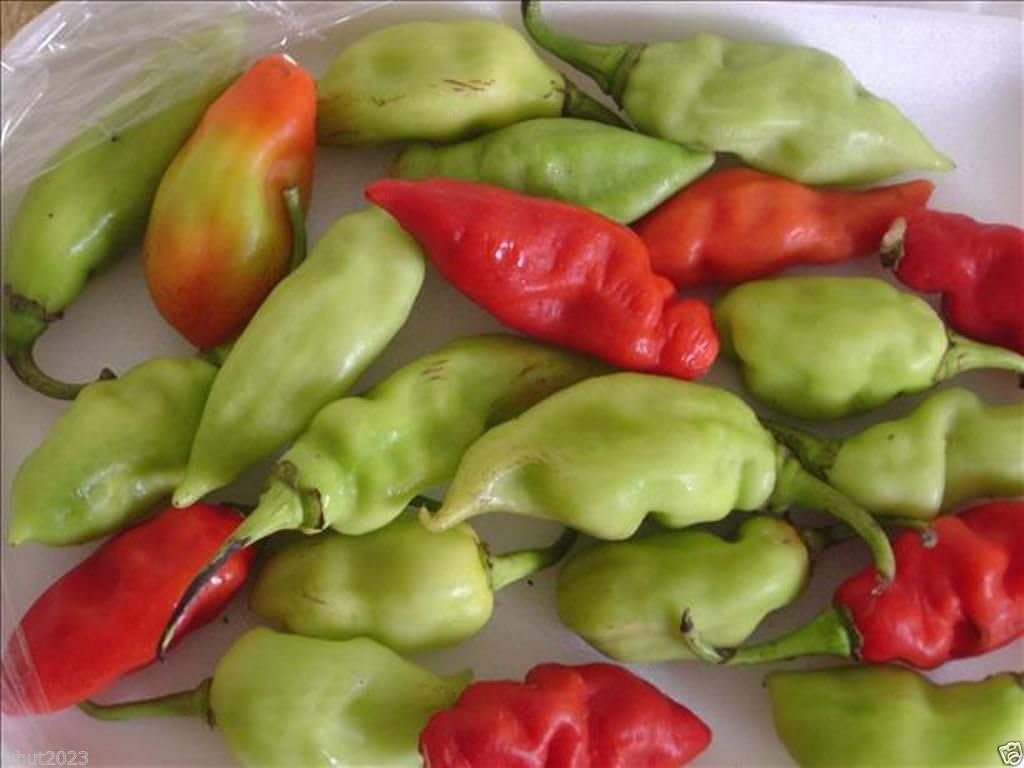 Trinidad Pimento pepper seeds non GMO for planting
