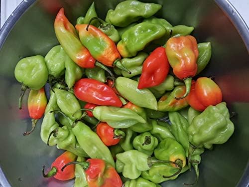 Trinidad Pimento peppers growing on plant