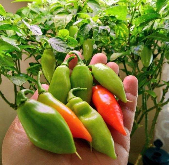 Trinidad Pimento pepper seeds ideal for backyard gardens