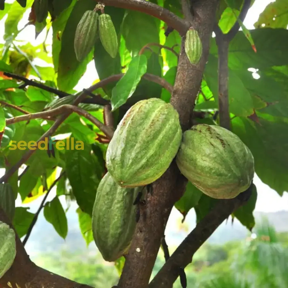 Buy Trinitario Tree Seeds for Planting | Grow Your Own Trinitario Trees