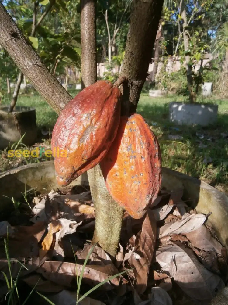 Buy Trinitario Tree Seeds for Planting | Grow Your Own Trinitario Trees