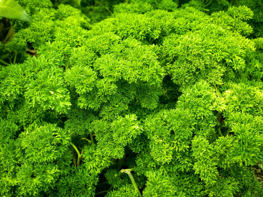 Triple Curled Parsley plant with bright green curly leaves in garden