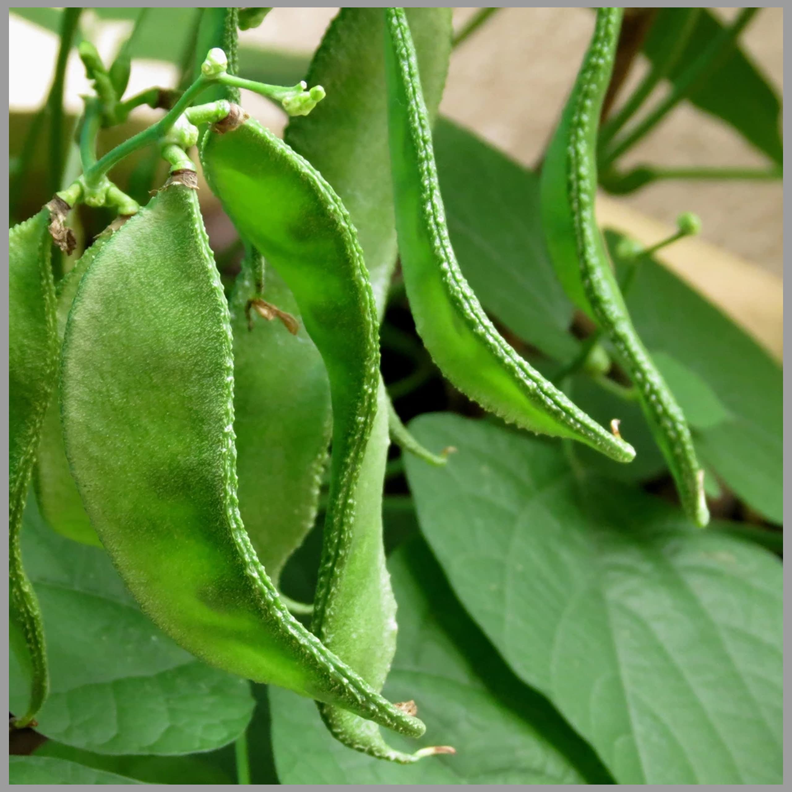 Tripoli bean seeds ideal for home gardens