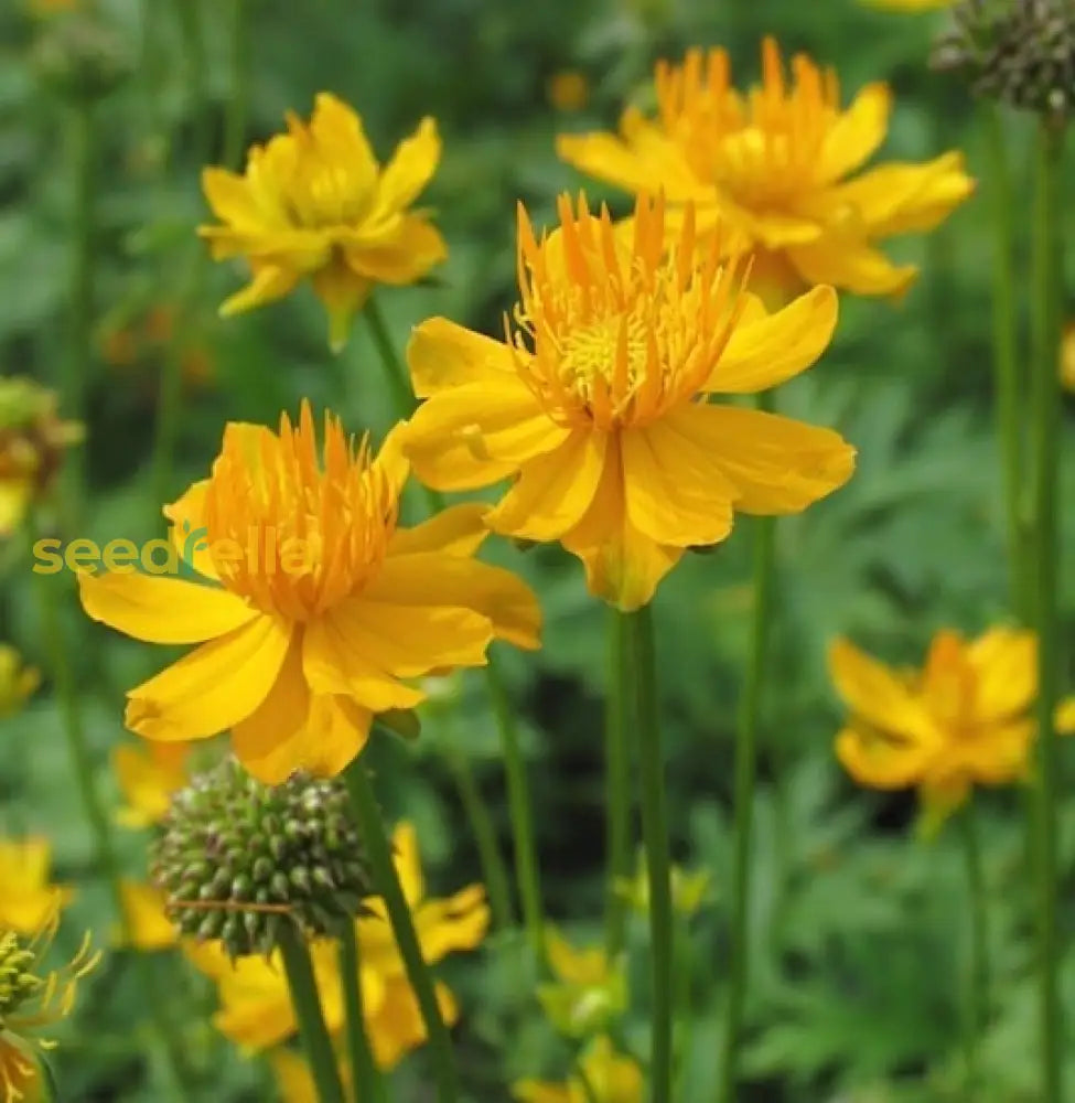 Trollius flower seeds for planting bright yellow blooms
