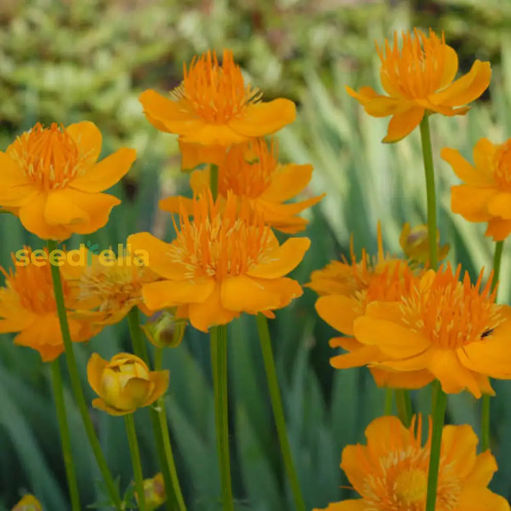 Easy growing Trollius seeds for borders and pondsides
