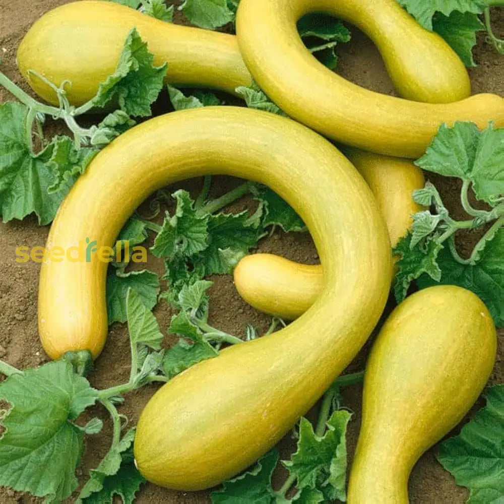 Trombocino seeds high quality non GMO