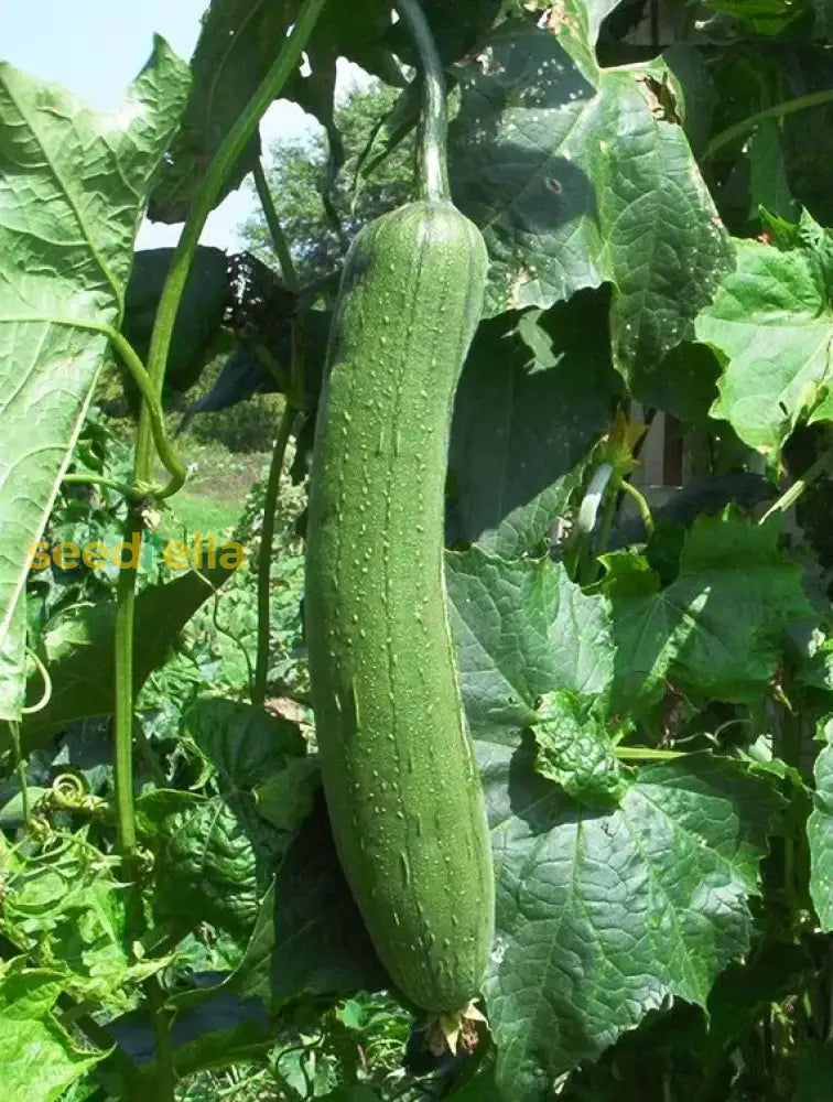 Trombocino squash seeds for planting