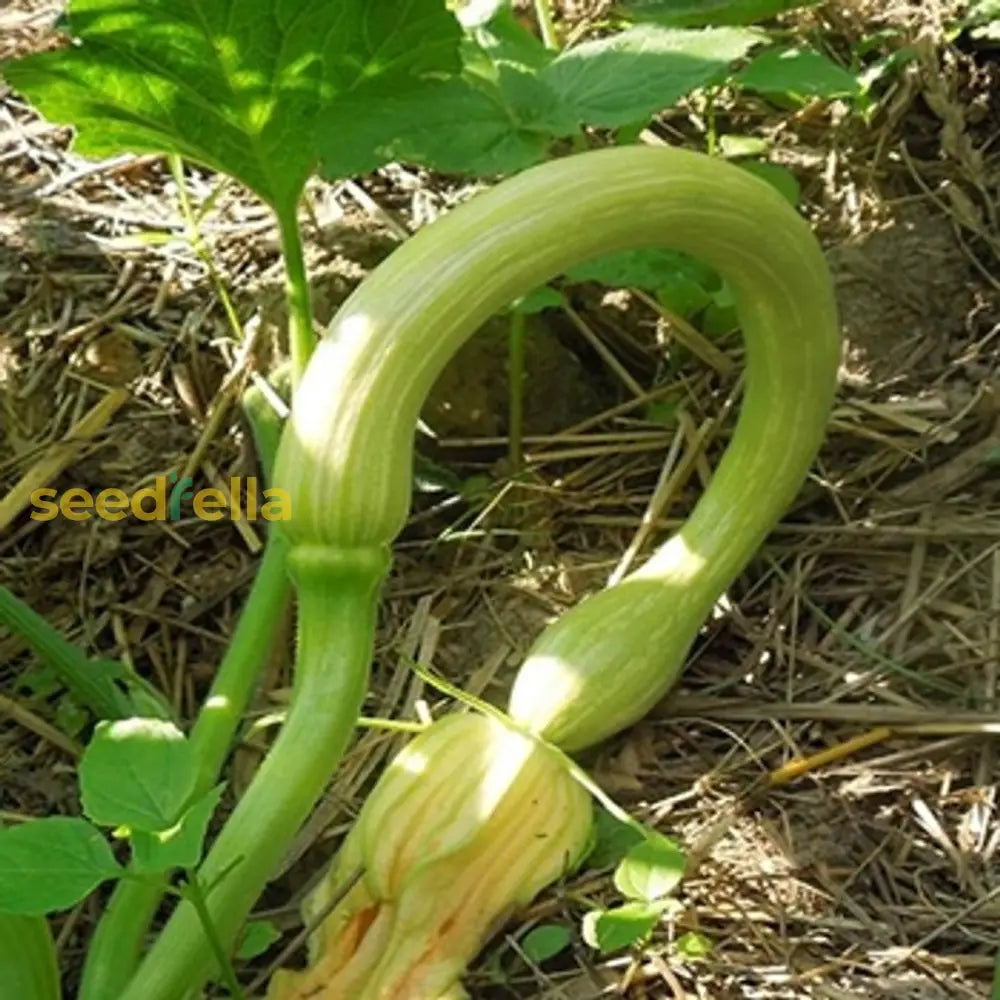 Trombocino Vegetable Seeds For Easy Planting Seeds