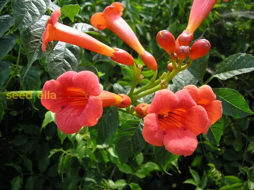 Trompetan Flower Seeds For Easy Planting