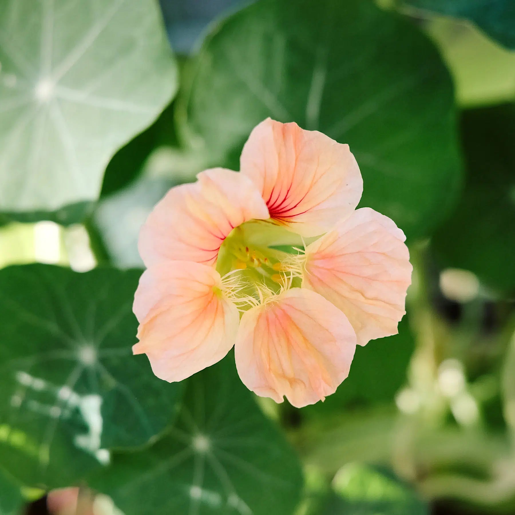 Trailing Pink Tropaeolum Majus in Hanging Basket