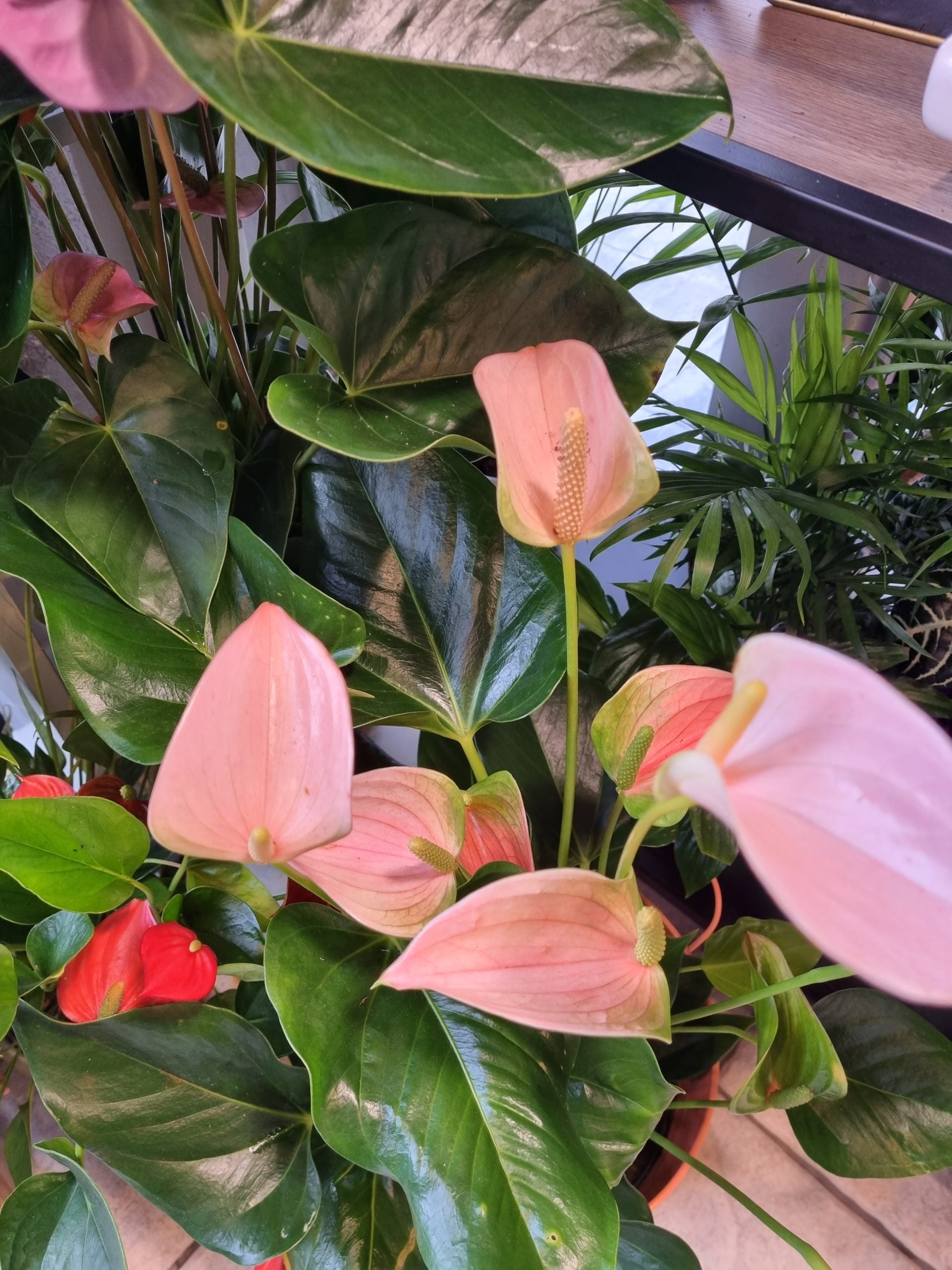 Tropical Anthurium Andraeanu Cream plant display