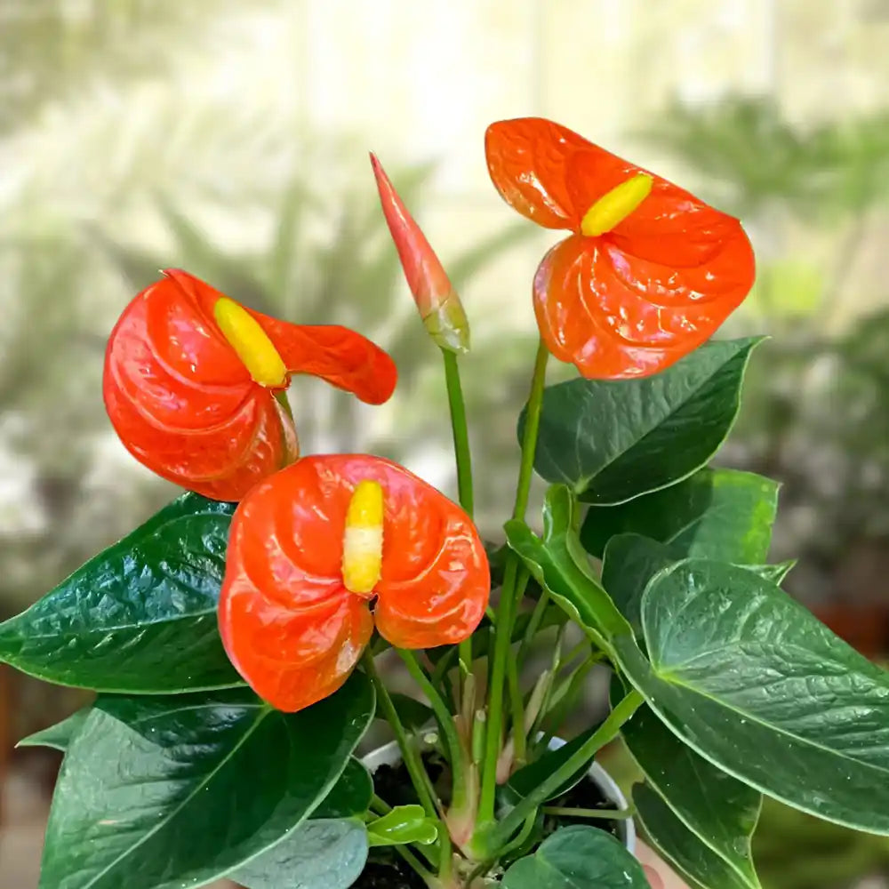 Tropical Anthurium Flower Seeds