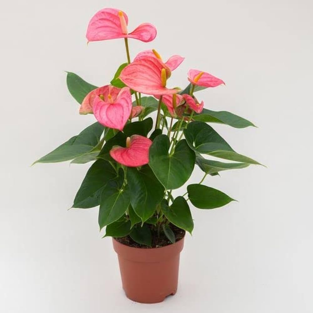 Tropical Anthurium flowers in shaded garden