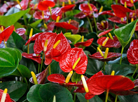 Tropical Anthurium Plants with Red Flowers