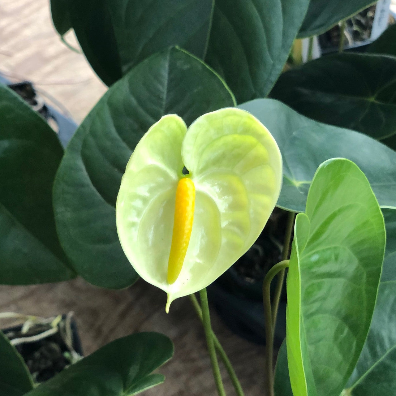 Tropical Anthurium Plant with Glossy Green Flowers