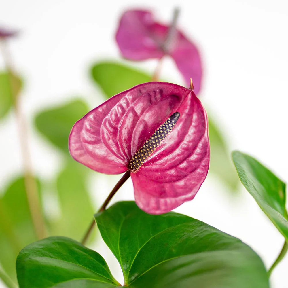 Tropical Anthurium Seeds for Home Gardening