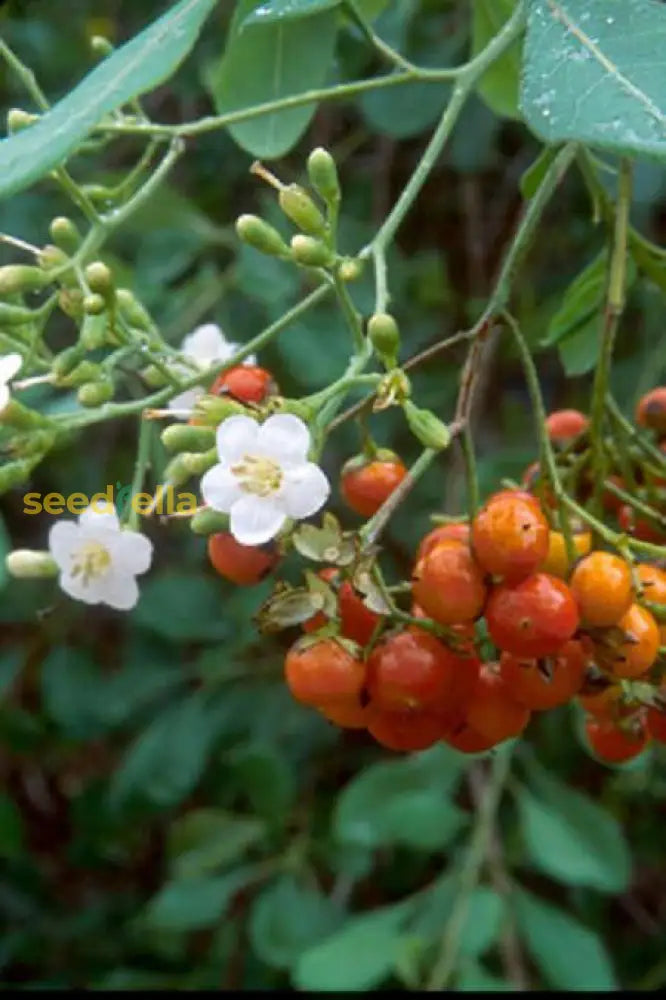 Tropical Bahama Tree Seeds for Easy Growing