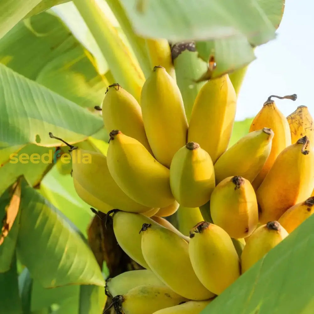 Tropical Banana Seeds For Planting - Cultivate Sweet Bananas At Home! Fruit