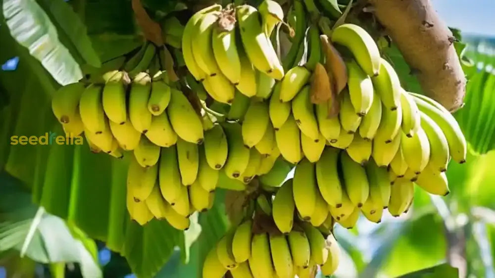 Tropical Banana Seeds For Planting - Cultivate Sweet Bananas At Home! Fruit