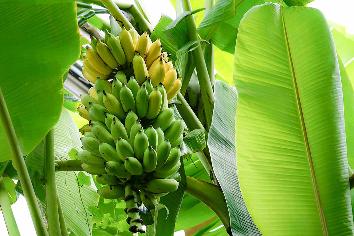 Step-by-Step Guide for Planting Tropical Banana Seeds in Your Garden