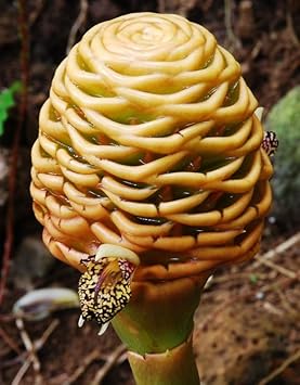 Tropical Beehive Ginger Seeds for Planting