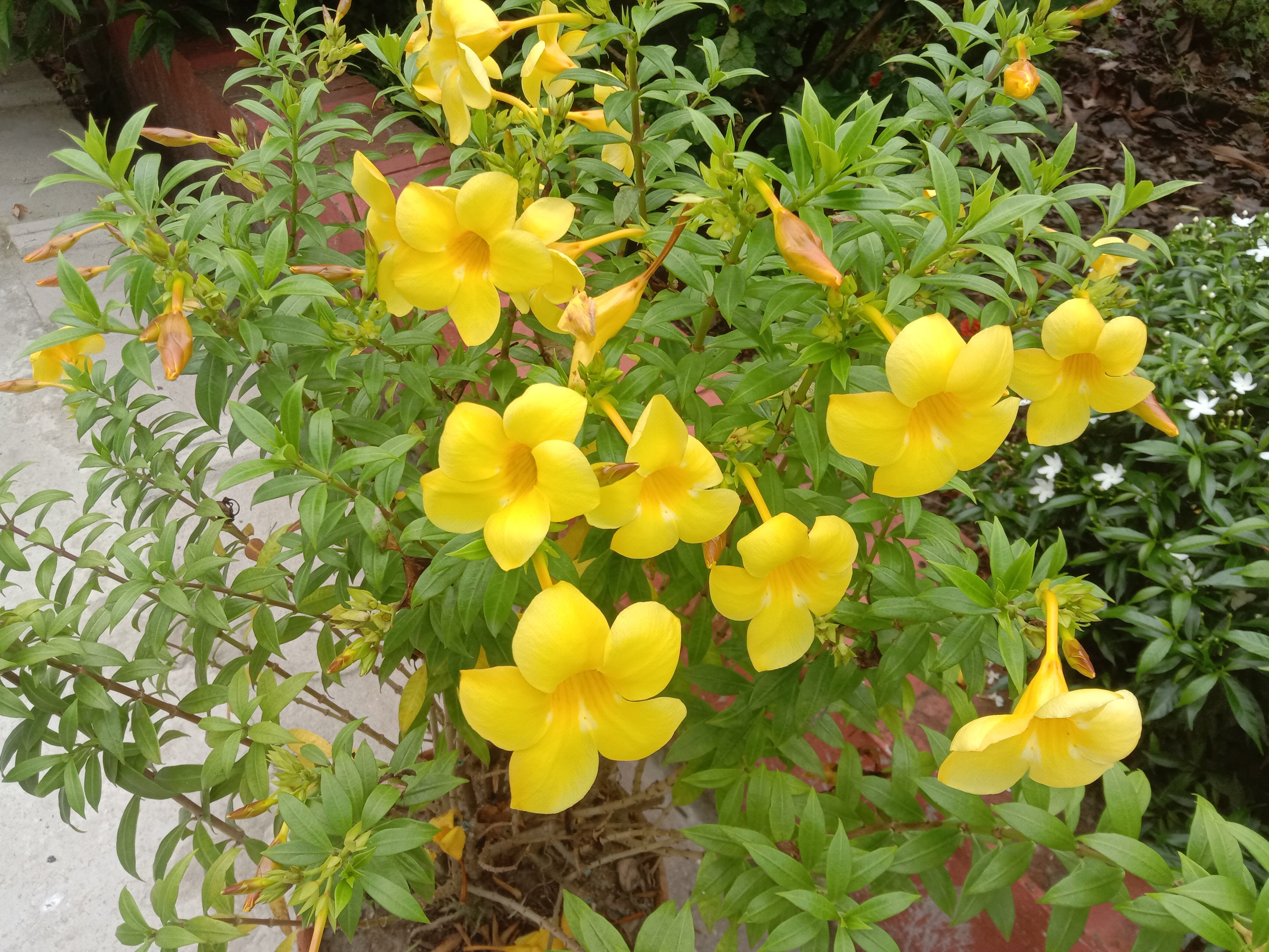 Tropical Blooming Allamanda Flowers