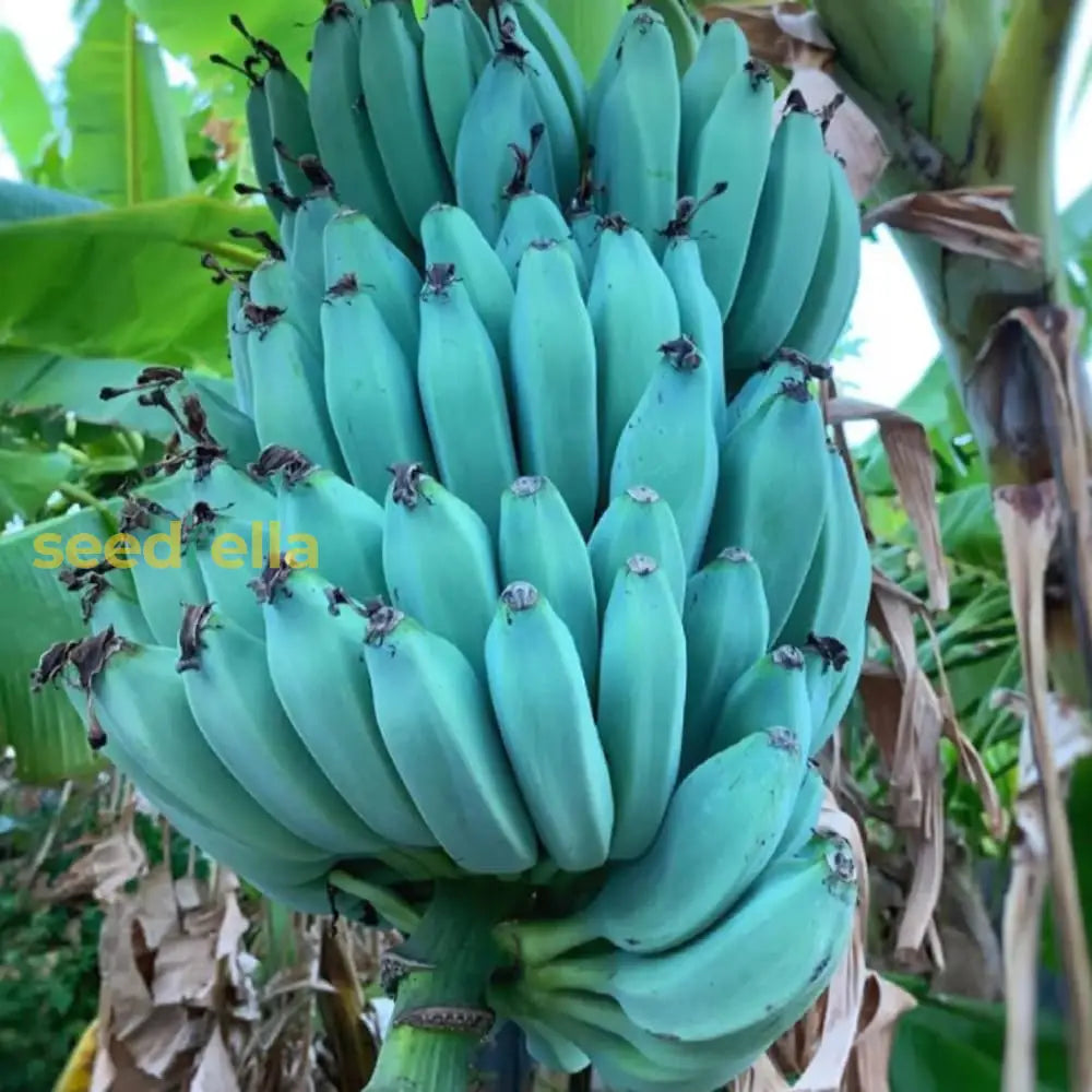 Tropical Blue Java Banana Seeds for Home Garden