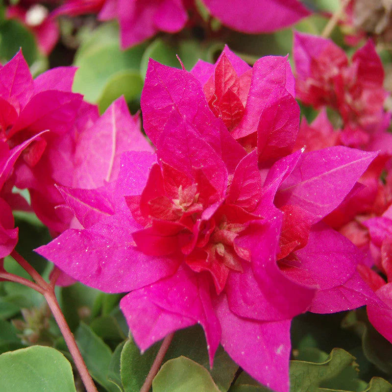 Tropical Dark Pink Bougainvillea in Full Bloom