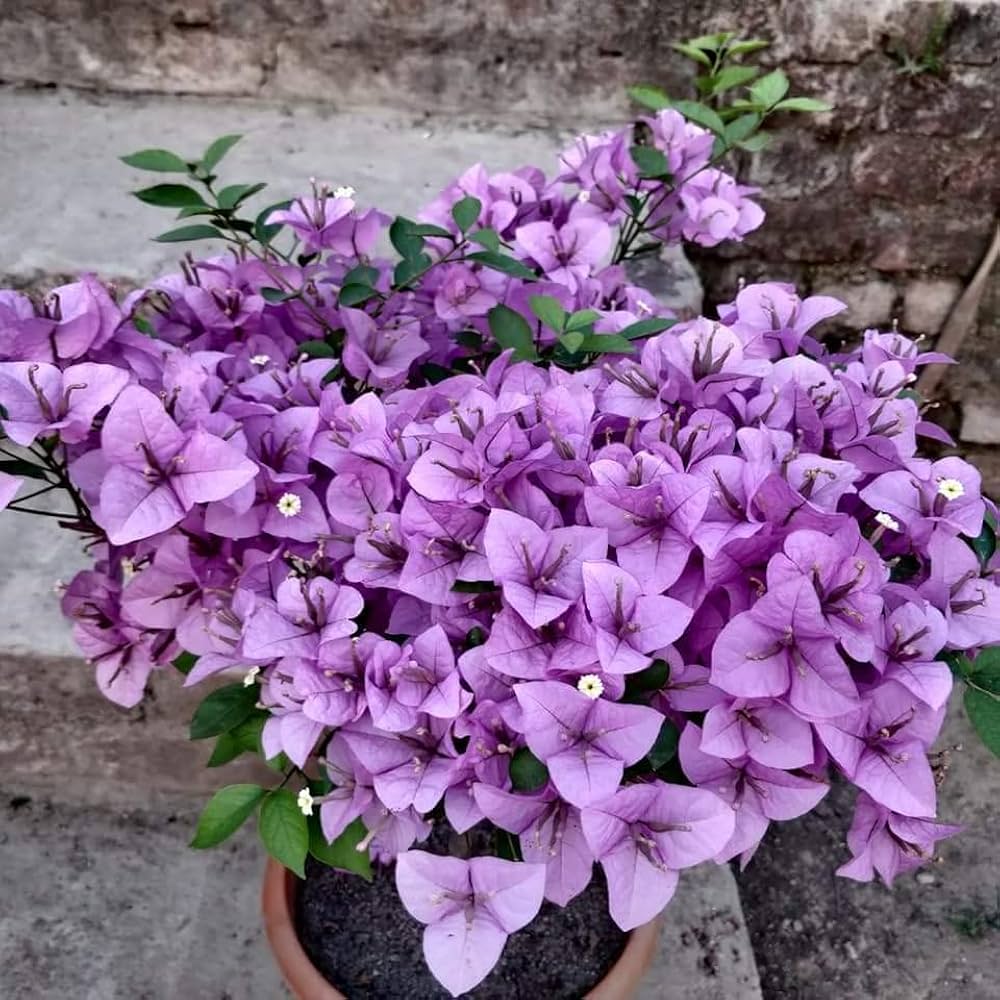 Tropical Bougainvillea Garden Seeds for Colorful Landscaping