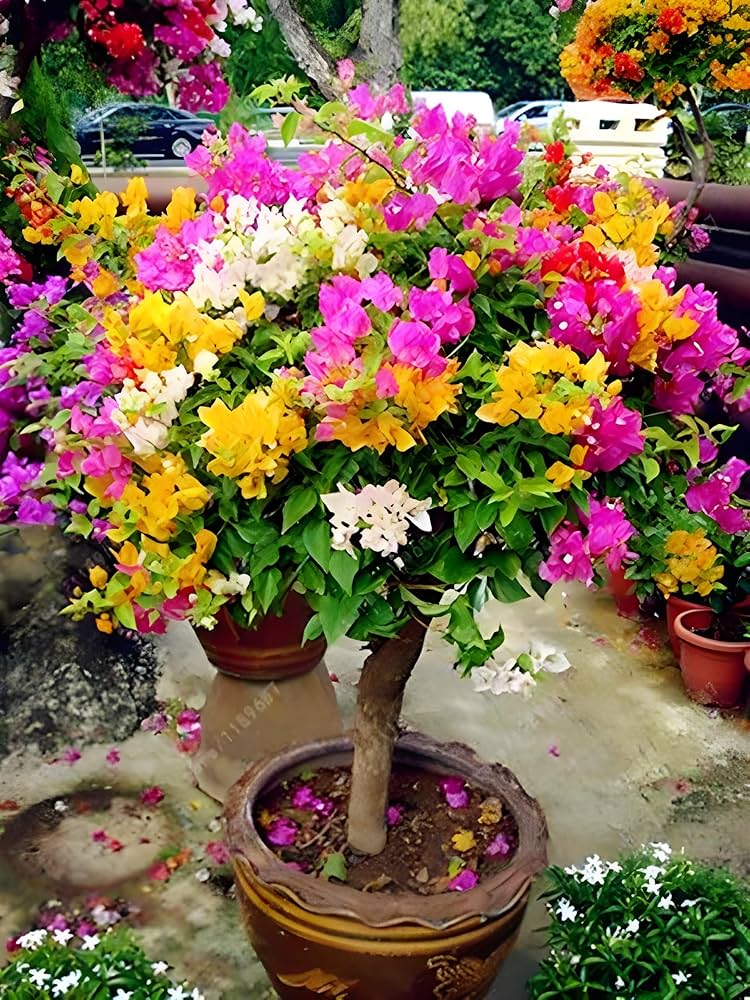 Tropical Bougainvillea Flowers for Outdoor Garden