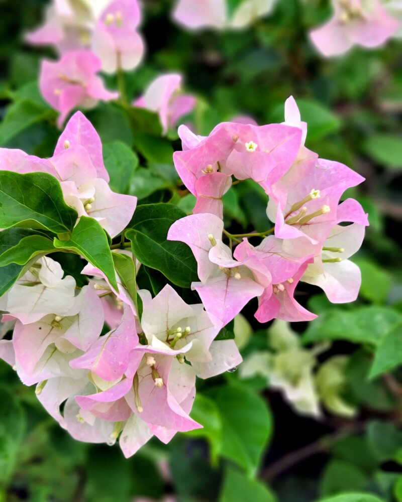 Tropical Light Pink Bougainvillea Plant Display