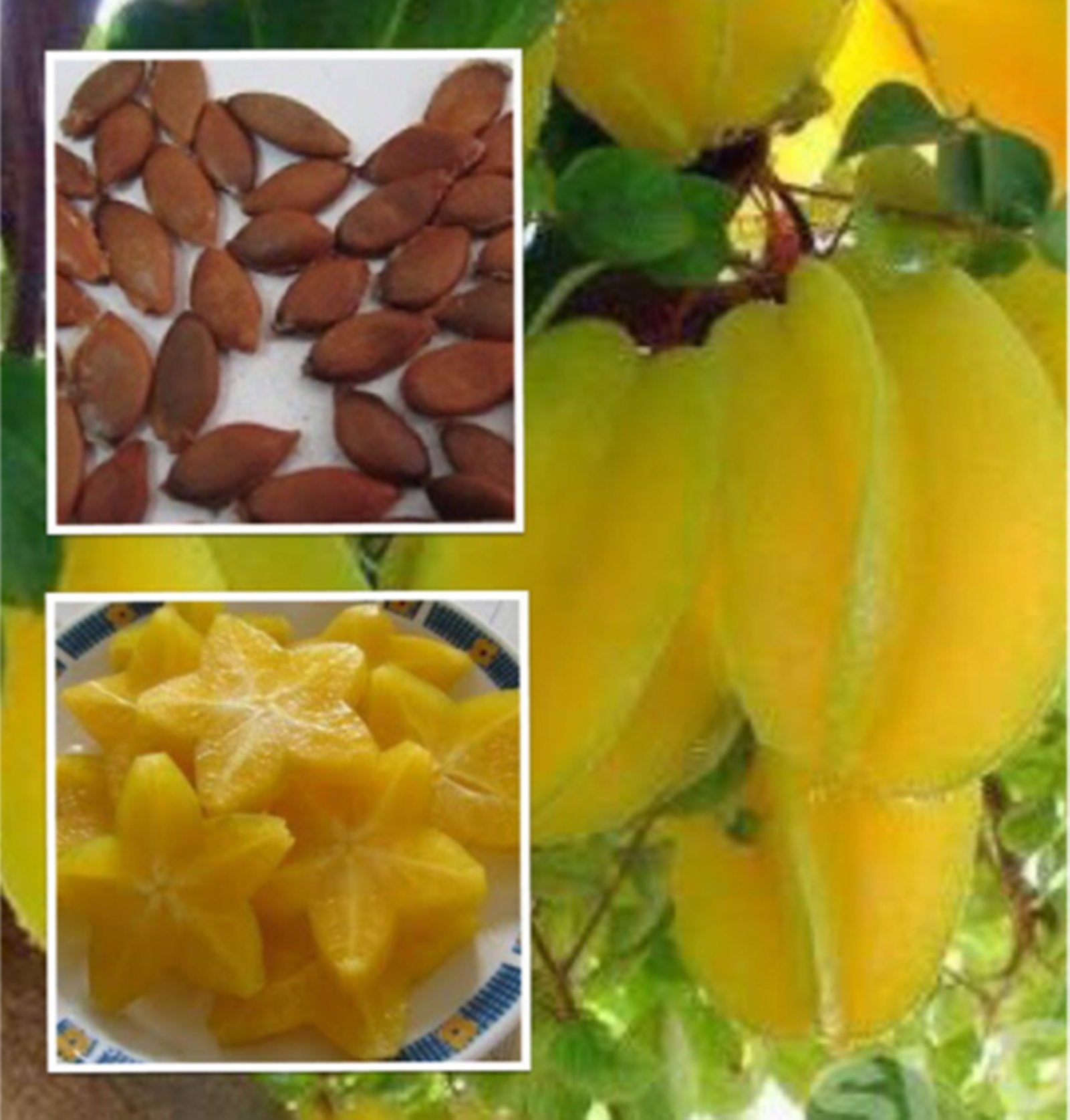 Tropical Carambola Plant Seeds for Warm Climate Gardens