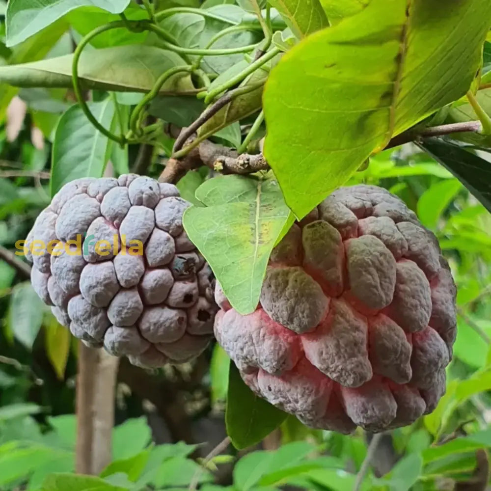 Tropical Custard Apple Tree with Green Leaves