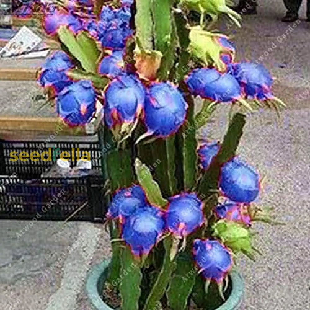 Tropical Dragon Fruit Seeds Blue Pitaya Variety for Home Garden
