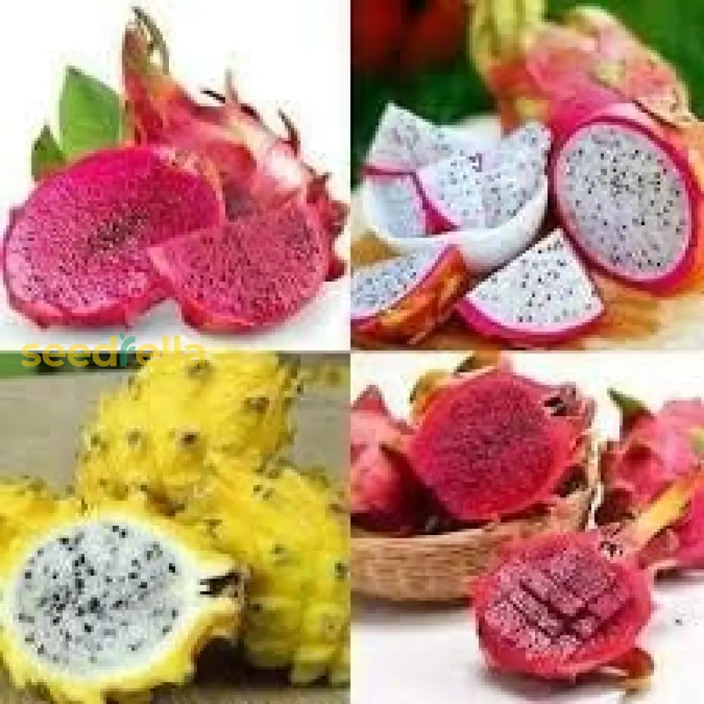 Tropical Dragon Fruit Seeds Mixed Pitaya Variety for Home Garden