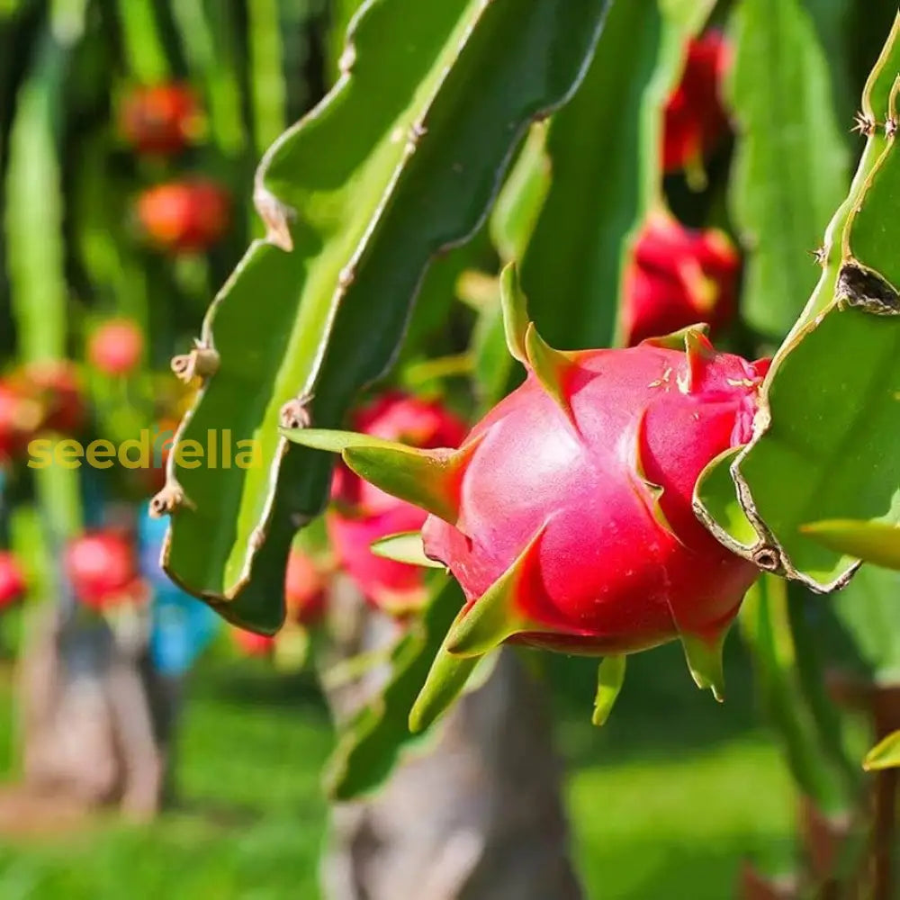Tropical Dragon Fruit Seeds Red Pitaya Variety for Home Gardening